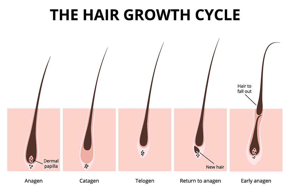 Ayurvedic Remedies for Hair Regrowth: Natural Solutions for Stronger, Healthier Hair